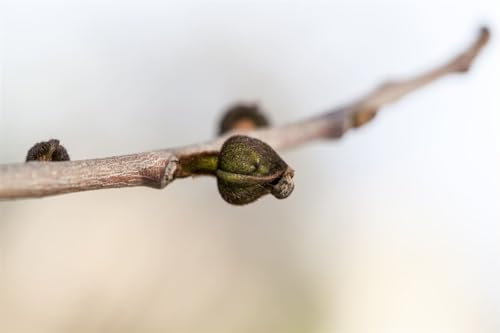Asimina triloba 40-60 cm - Indianerbanane, essbare Früchte, Blütezeit April-Mai, ideal für Obstgärten, winterhart und pflegeleicht