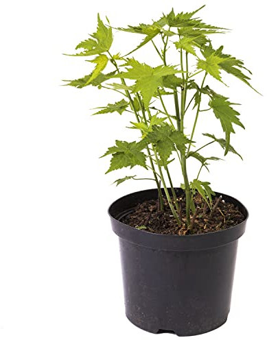 Sidapflanze, Virginiamalve: bot. Sida heramphrodita, Bienenweide & Energie-Pflanze, Bienen-Futter-Pflanze, langblühend (10, 1,5 Liter)