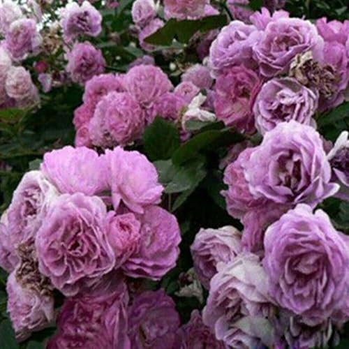 wicoanox 500 Unids/bolsa Semillas de rosas trepadoras Perennes Fácil de producir Semillas de flores en macetas multicolores Semillas de decoración de jardín para plantar ahora Violeta