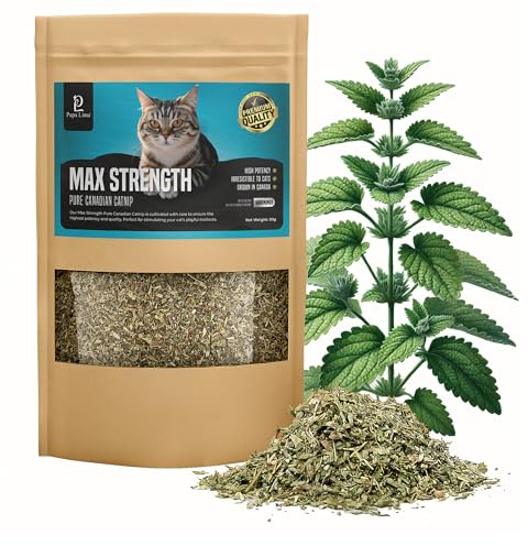 Papa Lima Premium Canadian Catnip – Natural, Strong, High Potency, Long-Lasting, Air Dried Leaf & Bud, Maximum Strength, Resealable Pouch for Freshness – Catnip for Cats and Kittens, 30g