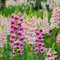 500 Stück löwenmäulchen samen mehrjährig garten geschenk winterfeste pflanzen für kübel blumensamen mischung bienenwiese wiesenblumen winterharte kübelpflanzen pflanzenkübel