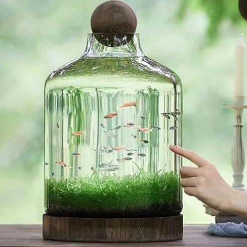 MegLob Aquarium en Verre avec Base en Bois, Aquarium Micro Écosphère, Intestin De Poisson Betta en Forme De Bouteille Transparent, Aquarium Écologique Micro-Paysage,XL
