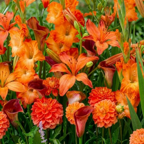 Blumenzwiebeln Mehrjährig Winterhart - Sommerblumen Orange Garden Kollektion - 25 Knollen - Gladiolen/Dahlien/Lilien/Calla - Echte Pflanzen aus Holland für Garten, Topf und Balkon
