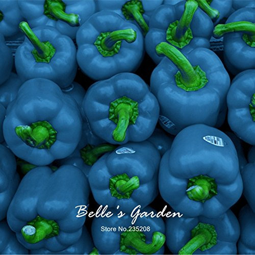 100pcs Sky Blue Round Paprika Samen Seltene Paprika Samen Gemüse Bonsai Bio-Non-GMO Pflanze DIY