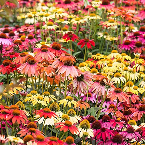 500 Stück sonnenhut pflanze samen winterhart mehrjährig - Seltene Pflanzen serie - mix blumensamen gastgeschenk exotische bonsai wildblumensamen garden pflanztöpfe