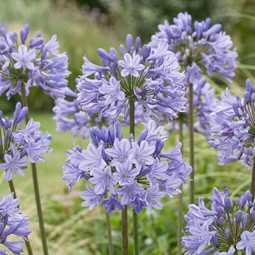 Agapanthus Africanus Azul - 3 Plantas - Plantas Naturales Exterior de Holanda - Plantas de Exterior Resistentes - Decoracion Jardin, Macetas y Balcón - Sin Semillas, No Artificiales