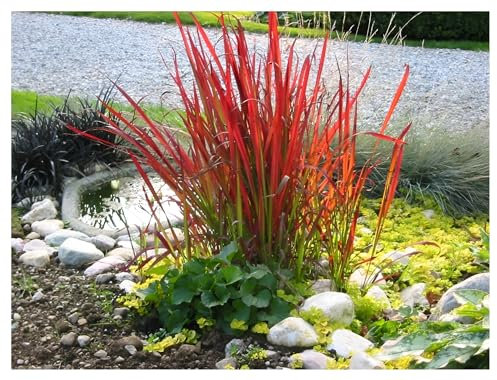 1 x Imperata cylindrica 'Red Baron' im 1 Liter Topf (Ziergras/Gräser/Winterhart/Mehrjährig) Japanisches Blutgras - tolle Rotfärbung bis zum ersten Frost - super für Balkon & Kübel - von Stauden Gänge