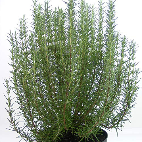 Thompson & Morgan Hardy Herb Rosemary ‘Roman Beauty’, Evergreen Shrub, Potted Garden Plants Ideal for Kitchen Gardens, Patio and Containers (1 x 3 Litre Pot)