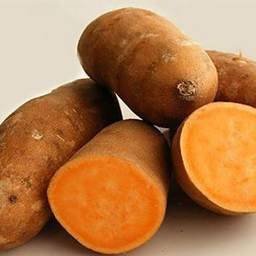Haloppe 10 Stück Süßkartoffel-Gemüse-Samen für die Bepflanzung des Hausgartens, Süßkartoffel-Samen Natürliche Süßkartoffel-Samen für den Garten Süßkartoffelsamen