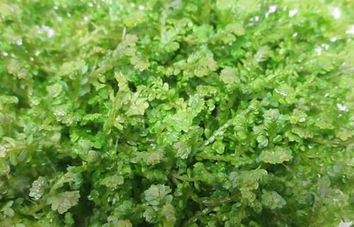 florari XL In-Vitro Selaginella willdenowii/Pfauen-Moosfarn, Terrarienpflanze
