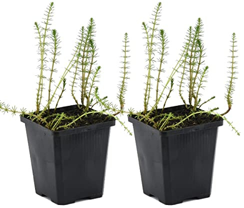 Bloomique - 2er-Set - Hippuris Vulgaris - Tannenwedel Wasserpflanzen - Teichpflanzen Winterhart - Zone 2-3-4-5 - Höhe 10-20 cm - Topf 11 cm