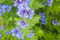Pacchetto semi: Aeschynanthus 5 semi Klitorie