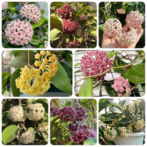 200 pcs Hoya Pflanze Samen, garten winterhart dekopflanzen Hoya Carnosa Pflanze Kaufen wildblumenwiese, kletterpflanzen winterhart schnellwachsend Balkongewächshäuser, Frühlingsblumen