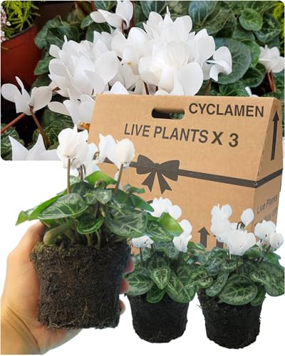 Cyclamen Plants Outdoor Garden Ready - 3 White Colour Outdoor Flowers. Autumn & Winter Planting. Large 10.5cm Potted Size. Well Rooted & Established, Add Colour to Containers, Baskets, Patios & Beds