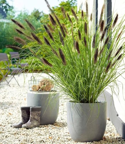 BALDUR Garten 6x Schwarzes Lampenputzergras, Pflanzen im 9x9 cm-Topf | Ziergras, winterharte Staude, trockenresistent, mehrjährig, Pennisetum alopecuroides var. viridescens, Federborstengras