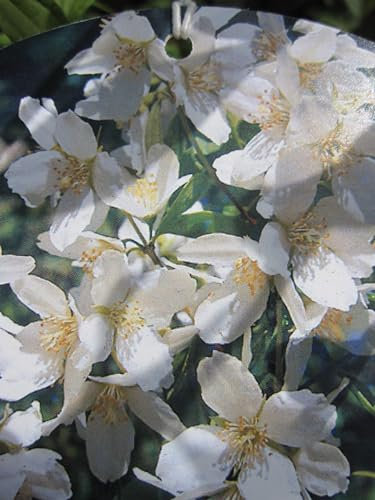 Philadelphus Lemoinei - Duftjasmin - Pfeifenstrauch - 60-100 cm