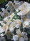 Philadelphus Lemoinei - Duftjasmin - Pfeifenstrauch - 60-100 cm