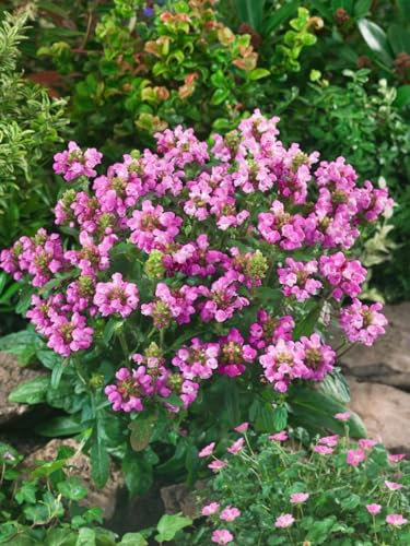 Prunella grandiflora 'Rubra' ca. 9x9 cm Topf - Großblütige Braunelle, rubinrote Blüten, Blütezeit Juni-August, ideal für Rabatten, bienenfreundlich, pflegeleicht