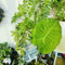 100 pcs elefantenohr pflanze winterhart samen - Colocasia Gigantea - pflanzen samen, balkon pflanze, elefantenohr samen (Leucocasia gigantea) winterharte stauden mehrjährig, geschenke