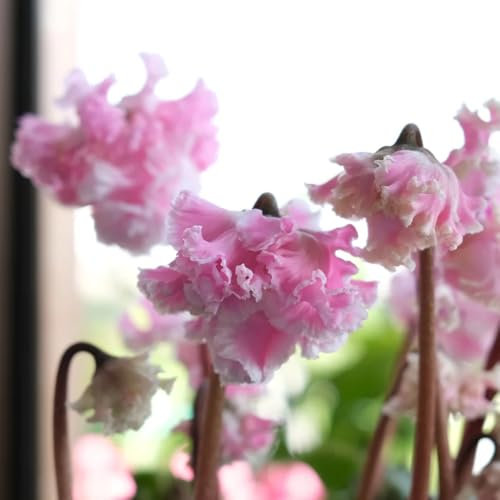 Semi di ciclamino - piante per luoghi soleggiati Ciclamino persico, Acquista un ciclamino resistente piante invernali per esterno Piante resistenti per il giardino Acquista piante di 80pcs