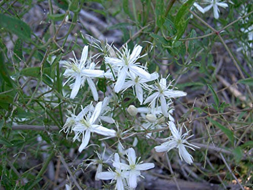 60 Semi di Clematis flammula (Mermera Grass o Rabid Cat)
