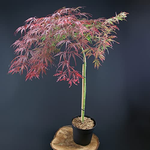 Fächer Ahorn auf Stamm palm 'Crimson Queen