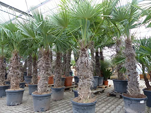 gruenwaren jakubik XXXXL 210-230 cm Trachycarpus fortunei Hanfpalme, winterharte Palme bis -18°C