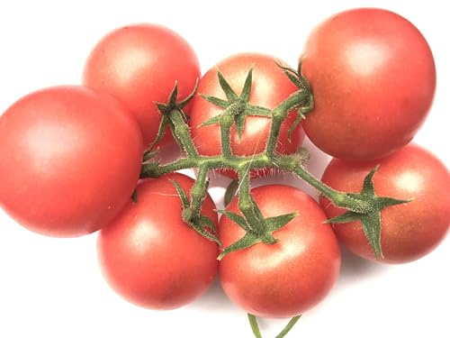 Tomatensamen Honigtraube – russische süße rosa Cocktailtomate 10 Samen