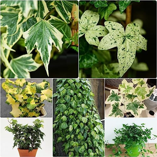100 Piezas Semillas De Hiedra Perenne, Enredaderas De Hiedra, Enredaderas De Hiedra Pared Verde, Plantas Deco Vid (Hedera Nepalensis) Plantas De Jardín, Plantas Decorativas Plantas