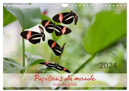 Papillons du monde, vus de près (Wandkalender 2024 DIN A4 quer), CALVENDO Monatskalender: Portraits de douze papillons aux couleurs magnifiques, ... et d'Amérique du Sud - macrophotographie.