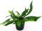 POWERS TO FLOWERS - PLATYCERIUM ALCICORNE IN VASO CERAMICA NERO, pianta vera