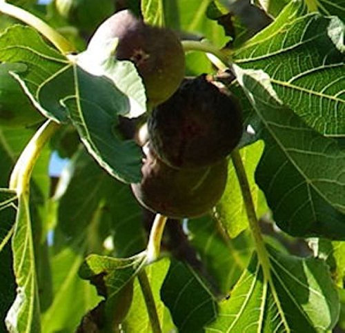 Feigenbaum Firoma® 40-60cm - Ficus carica