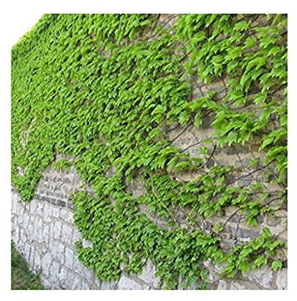 Aamish 100 semillas de plantas de hiedra de Boston.