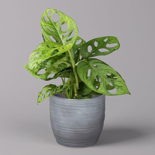 Monstera adansonii inkl. Keramiktopf Bergamo grau, Topf-Ø 12 cm, Höhe ca. 25 cm