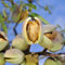 15 pcs Mandelbaum Winterhart Samen, bäume kaufen, exotische pflanzen samen Mandelbaum Samen, bonsai, bodendecker samen winterhart blumen garten, kübelpflanzen winterhart geschenk garten,