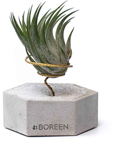 BOREEN - Plantas de Aire Tillandsia Rub con Soporte de Escritorio Decorativo (Hex. hormgión Gris)