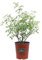 Pianta di Rosa Canina o Selvatica pianta da esterno da giardino pianta vera ornamentale da fiore venduta da eGarden.store