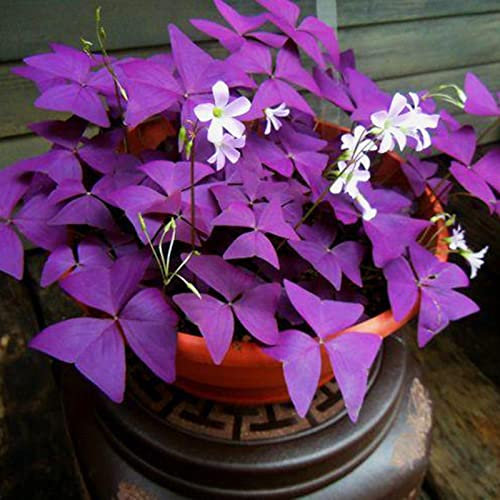Haloppe 50 Stück Oxalis Corniculata Pflanzensamen für die Bepflanzung des Hausgartens, Oxalis Corniculata Samen Landschaftsbau Kräutersamen Violett