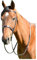Kincade - Flaches Zaumzeug mit Zügeln für Pferde Classic, Leder (Cob) (Braun)