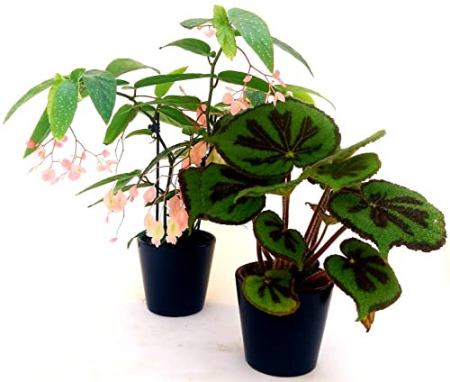 POWERS TO FLOWERS - BEGONIA TAMAYA, CORALLINA, e BEGONIA MASONIANA, VASO 12CM, piante vere