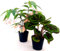 POWERS TO FLOWERS - BEGONIA TAMAYA, CORALLINA, e BEGONIA MASONIANA, VASO 12CM, piante vere