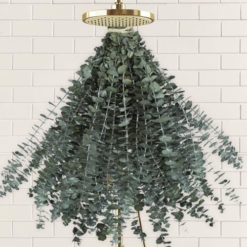 41 PCS Dried Preserved Eucalyptus Bundle for Shower-17'' Real Large Dried Eucalyptus Stems Shower Plants for Shower Hanging, Fresh Eucalyptus Leaves, Fragrance, Bathroom Vase Decor