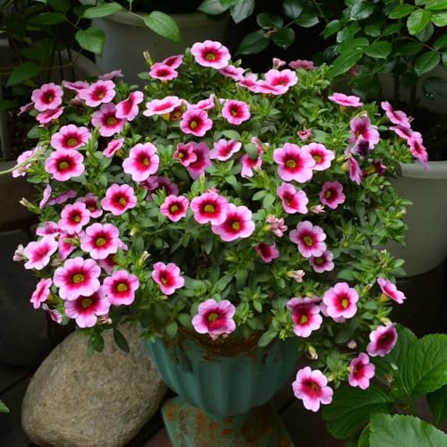 50 pcs zauberglöckchen pflanze samen - pflanzen garten winterhart mehrjährig, saatgut geschenk (Calibrachoa elegans) sommerblumen samen, nachhaltige geschenke für frauen wildblumensamen,