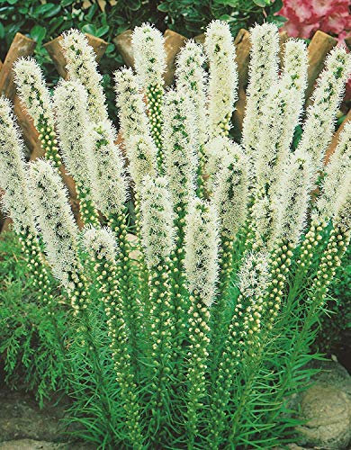 Liatris spicata Alba Prachtscharte Blumenzwiebeln (10 Blumenzwiebeln)