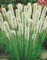 Liatris spicata Alba Prachtscharte Blumenzwiebeln (10 Blumenzwiebeln)