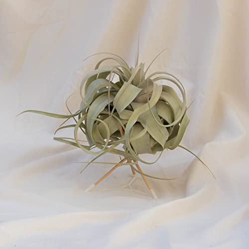 Tillandsia xerographica (Mediana)