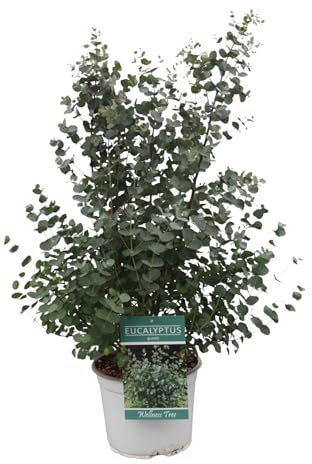 Trendyplants – Eucalipto Gunni – Pianta da giardino – Altezza 55 – 75 cm – Dimensioni vaso Ø 23 cm