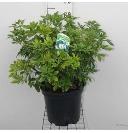Choisya ternata - Oranger Du Mexique 40-60 cm en pot