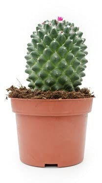 PCMOVILES Cactus Suculenta mammillaria polythele nudum en maceta de 8.5cm (planta viva)