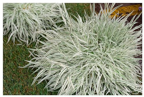 3 x Holcus mollis 'Variegatus' im 1 Liter Topf (Ziergras/Gräser/Winterhart/Mehrjährig/Bodendecker/Immergrün) Weiches Honiggras - Zarte Blattmuster, die im Licht tanzen - von Stauden Gänge